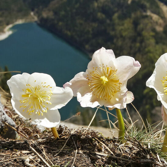 Drei Schneerosen vor einem verschneiten Bergpanorama, einem See im Tal und dem steirischen Erzberg